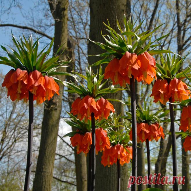 Многолетний садовый цветок Рябчик (Fritillaria). Луковичный травянистый многолетник высотой до 1 м. Луковица округлая, состоит из мясистых чешуй с неприятным запахом. Стеблевые листья очередные или мутовчатые узкие, прикорневые более широкие. Цветки колокольчатые или кубаревидные - белые, желтые, оранжевые, красноватые, фиолетовые, одиночные или собраны в кистевидное или зонтиковидное соцветие. Цветет в апреле - мае.