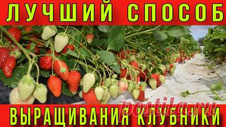 Лучший способ выращивания клубники