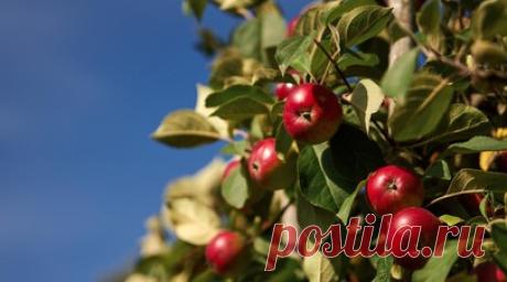 Россиянам рассказали о неочевидных продуктах-аллергенах. Нутрициолог Вероника Гусакова рассказала, что пищевую аллергию могут вызывать не только привычные продукты вроде шоколада, цитрусовых или клубники, но и менее очевидные позиции. Читать далее