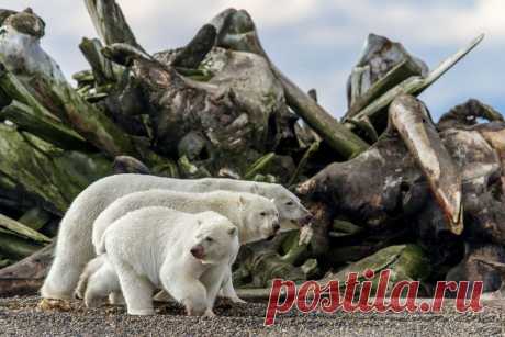 Конкурс BigPicture Natural World Photography