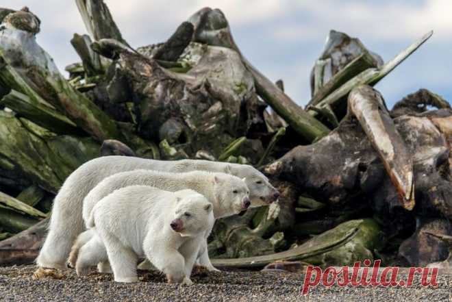 Конкурс BigPicture Natural World Photography