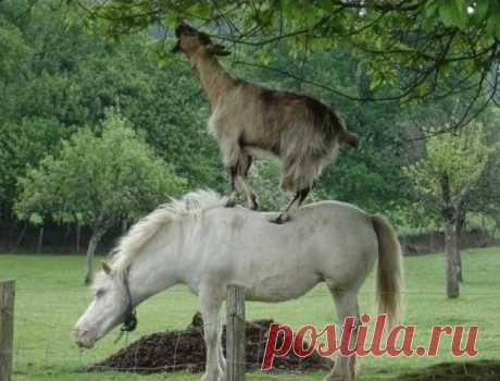 16 животных, которые знают, что такое настоящая взаимовыручка