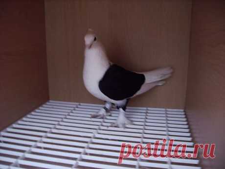 Летные голуби