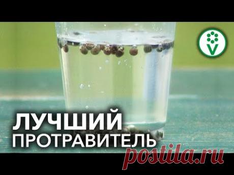 САМАЯ ЭФФЕКТИВНАЯ ДЕЗИНФЕКЦИЯ СЕМЯН. Предпосевная обработка семян