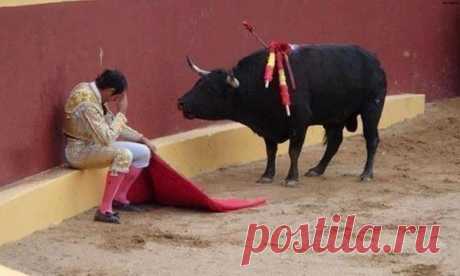 Это невероятное фото знаменует собой конец карьеры матадора Альваро Мунеро. Он упал в раскаянии в ...