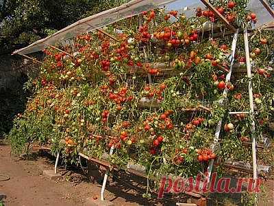 Cемена томатов (помидор) - проверенные семена томата, купить, заказать почтой | Все про помидоры (томаты) - видео, фото, отзовы