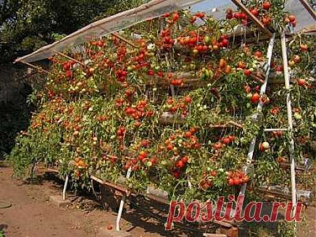 Cемена томатов (помидор) - проверенные семена томата, купить, заказать почтой | Все про помидоры (томаты) - видео, фото, отзовы