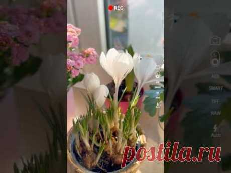 Скоро весна🌸🌷🪻