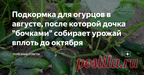 Подкормка для огурцов в августе, после которой дочка "бочками" собирает урожай вплоть до октября 

Наверное, каждый огородник мечтает получать обильный урожай овощей и фруктов и не покупать их в магазинах. И сегодня решил вам рассказать, как можно радовать себя и домочадцев вкусными и хрустящими свежими огурчиками, собственноручно выращенными, вплоть до октября.
При условии надлежащего ухода первые плоды огурцов собрать с грядки можно уже в июле. 
| выпечка на сковороде