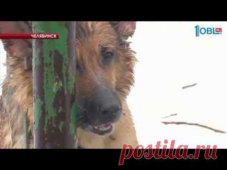 ЖИВОДЕРЫ ПРИКОВАЛИ ОВЧАРКУ К ЗАБОРУ
