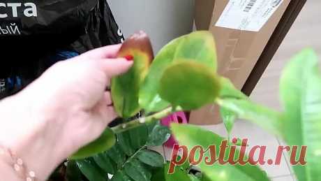 СОХНУТ КОНЧИКИ ЛИСТЬЕВ у КОМНАТНЫХ РАСТЕНИЙ! Чем ПОМОЧЬ!