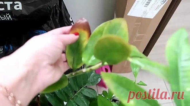 СОХНУТ КОНЧИКИ ЛИСТЬЕВ у КОМНАТНЫХ РАСТЕНИЙ! Чем ПОМОЧЬ!