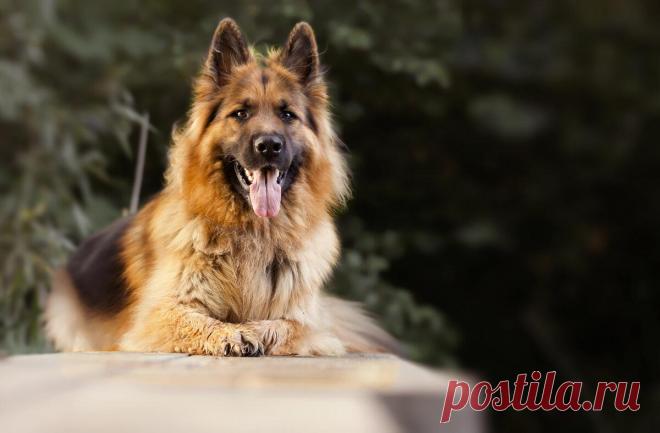 Народные приметы о собаках
Такого роду приметы наделяют собаку особенным чутьем, благодаря которому это животное может предсказать своему хозяину ближайшее будущее. По наблюдениям наших предков, поведение собаки предвещает определенные события. Приметы о собаках Собака облизывает ноги хозяина перед дальней дорогой – путешествие будет неудачным. Если в аналогичной ситуации четвероногий друг принес в зубах старую кость – от поездки лучше […]
Читай дальше на сайте. Жми подробнее ➡