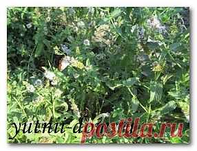 Ванночки для рук домашние Народные средства | Уютный дом