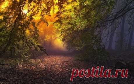 Сказочный лес - Путешествуем вместе