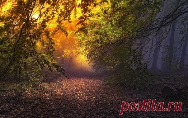 Сказочный лес - Путешествуем вместе