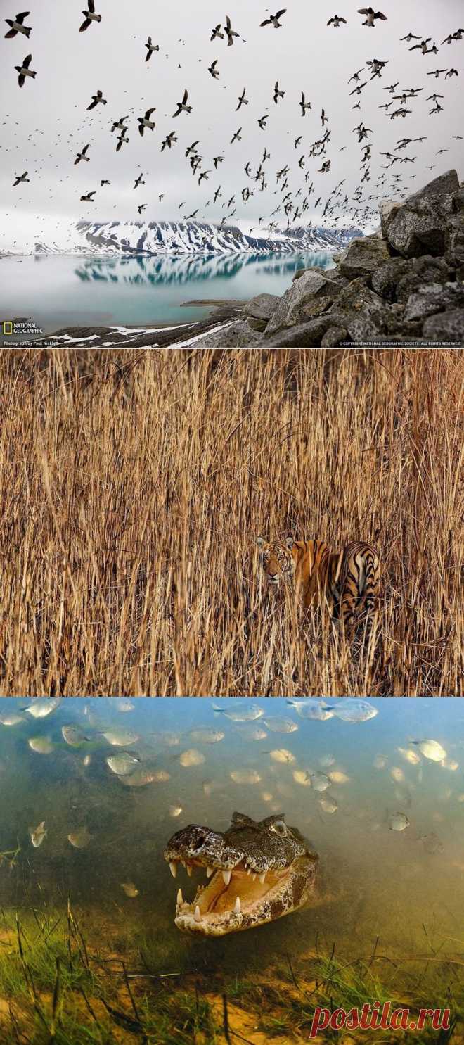 Подборка фотографий за август от National Geographic (19 фото) - Fishki.Net | Фишкина картинка