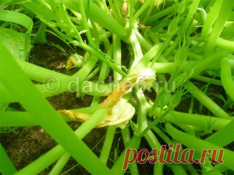 Почему загнивает завязь у кабачков