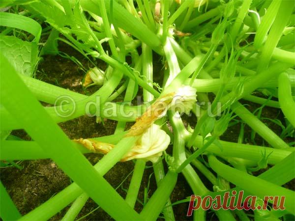 Почему загнивает завязь у кабачков