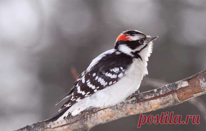 Обои блики, серый, фон, птица, ветка, размытость, Bird, woodpecker, пушистый дятел картинки на рабочий стол, раздел животные - скачать