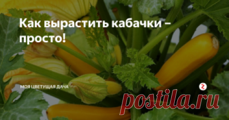 Как вырастить кабачки – просто! И правда, в выращивании кабачков никаких сложностей нет. Расскажу, как это делаю я.
Как посадить кабачки
Сею обычно сразу в грунт в 1-2 декаде мая, смотря по погоде, и накрываю укрывным материалом. Место для кабачков лучше выбрать на солнышке, но у меня грядочка для них устраивается в полутени – и ничего, растут.
Кстати, какие овощи могут расти в тени, читайте здесь.