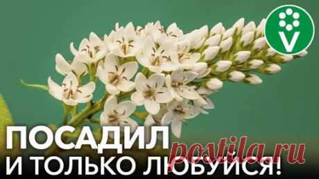 8 красивых цветов, которым невозможно навредить! Неприхотливые многолетние растения для начинающих | Procvetok | Дзен