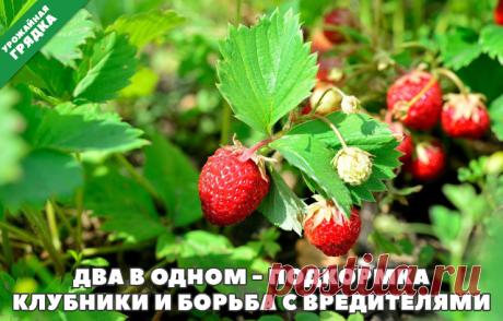 (92) Одноклассники