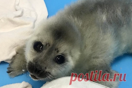 Трехдневный детеныш нерпы, потерявший маму, приполз к людям за помощью &amp;raquo; Женский Мир