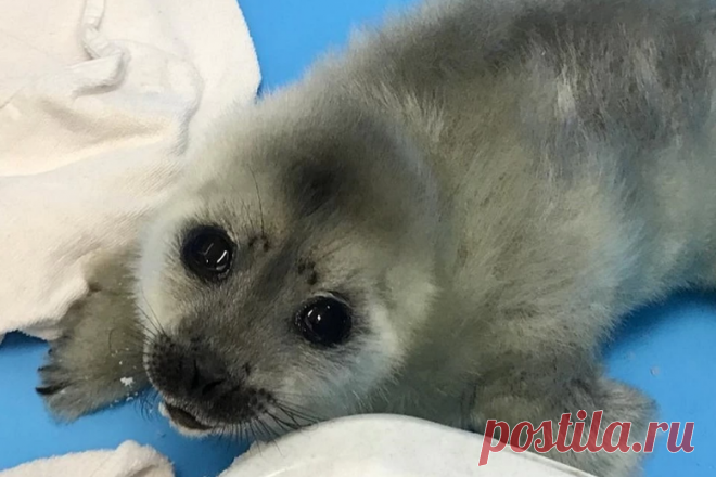 Трехдневный детеныш нерпы, потерявший маму, приполз к людям за помощью &raquo; Женский Мир