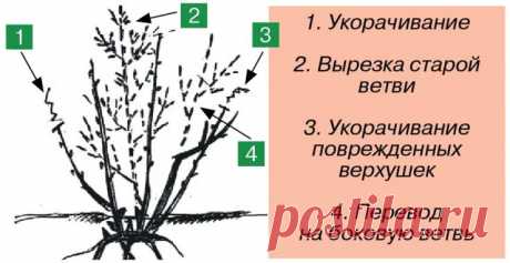 Как обрезать смородину, малину, крыжовник, жимолость