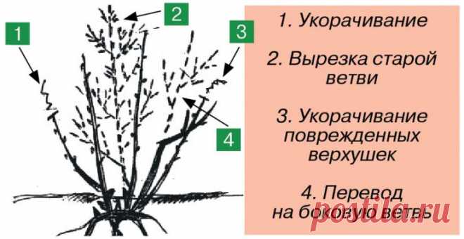 Как обрезать смородину, малину, крыжовник, жимолость
