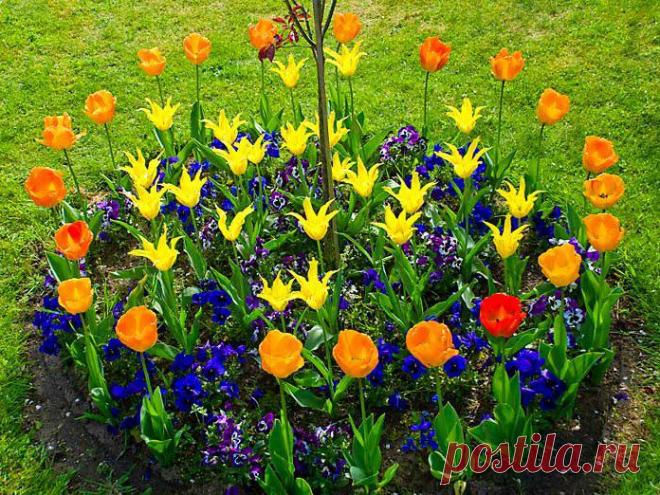 Самые оригинальные и красивые клумбы. Подбираем разные идеи для своей дачи или участка!. Комментарии