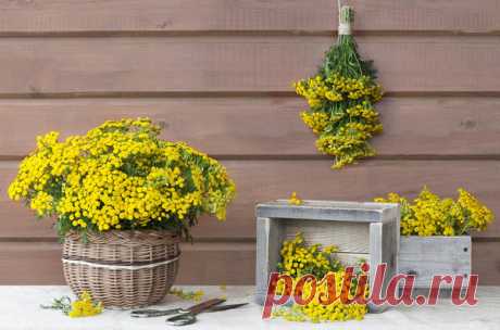 17 растений, которые обратят вредителей в бегство. Природные инсектициды для сада