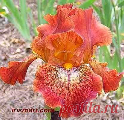 Every Witch Way Tall Bearded Iris  |  Найдено на сайте irismart.com.