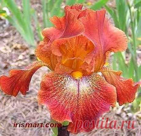 Every Witch Way Tall Bearded Iris  |  Найдено на сайте irismart.com.