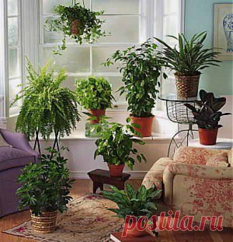 Подкармливайте комнатные растения правильно!