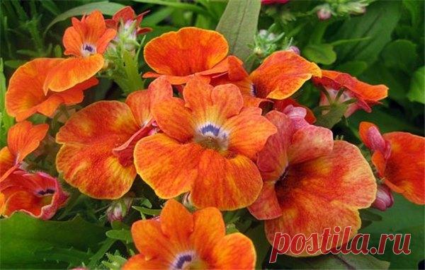 Как посадить немезию у себя на участке | Краше Всех