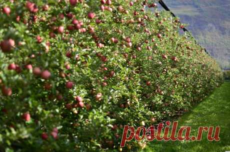 Уникальный сад профессора Агеева - Дачный участок - медиаплатформа МирТесен