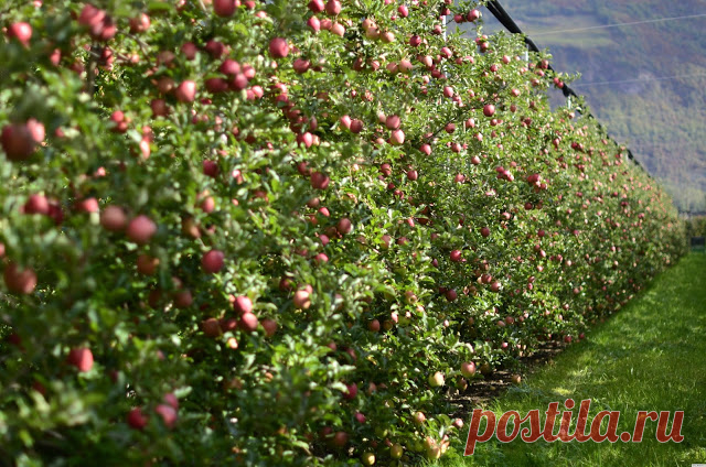 Уникальный сад профессора Агеева - Дачный участок - медиаплатформа МирТесен