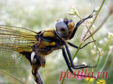 Стрекоза, конспект занятия по ознакомлению с природой