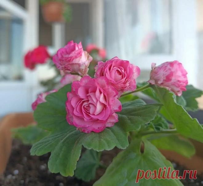 Размножаю герань легким, но максимально эффективным способом, которым поделилась работница питомника | ЦВЕТОЧНЫЕ ТЕХНОЛОГИИ | Яндекс Дзен