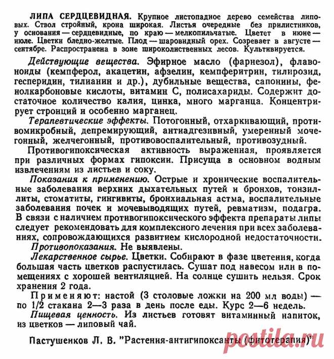 Липа сердцевидная