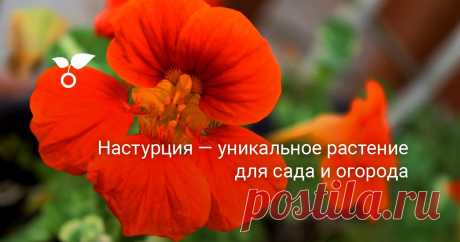 Настурция - уникальное растение для сада и огорода Настурция - многолетнее растение для южных регионов, и однолетнее растение в условиях российского климата. Форма настурции подобна лиане, ее используют для декоративного оформления заборов, стен, тротуаров, веранд и беседок. Настурция вдохновляет поэтов и художников на творчество своим нежным, благоуханным цветением