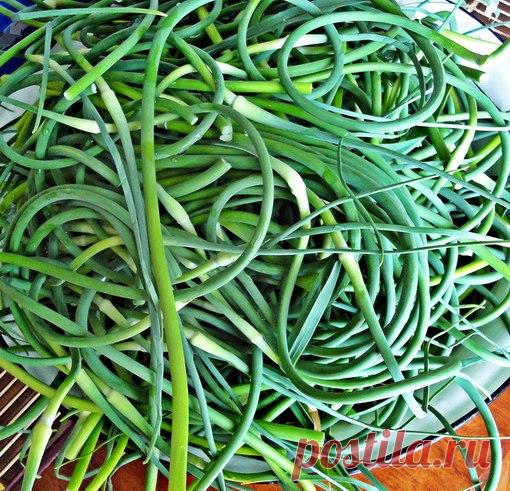 Полезное применение чесночных стрелок 

Я, как и большинство дачников, ежегодно выращиваю на своем участке озимый чеснок, который во второй половине июня начинает выбрасывать стрелки. Как известно, для получения более крупных головок их необходимо своевременно удалять, ведь они забирают у растения около 30-40% питательных веществ. Процедуру эту проводит каждый опытный дачник, но далеко не каждый знает, как с пользой можно использовать срезанные стрелки чеснока. Конечно, мо...