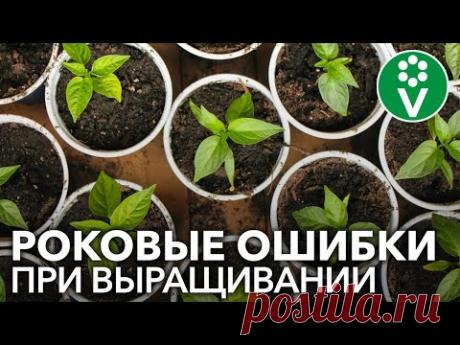 САМАЯ БОЛЬШАЯ ОШИБКА ПРИ ВЫРАЩИВАНИИ РАССАДЫ ОВОЩЕЙ, которую совершает большинство огородников