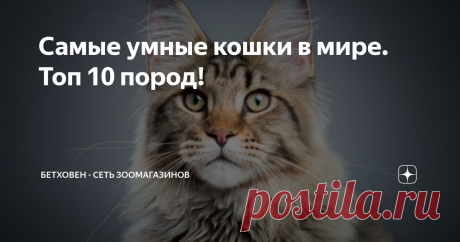 Самые умные кошки в мире. Топ 10 пород! Чтобы определить самые умные породы кошек, нужно учесть насколько быстро они учатся новому, как легко адаптируются к новым условиям и взаимодействуют с людьми и другими животными. Поэтому мы собрали список из 10 самых умных пород кошек.