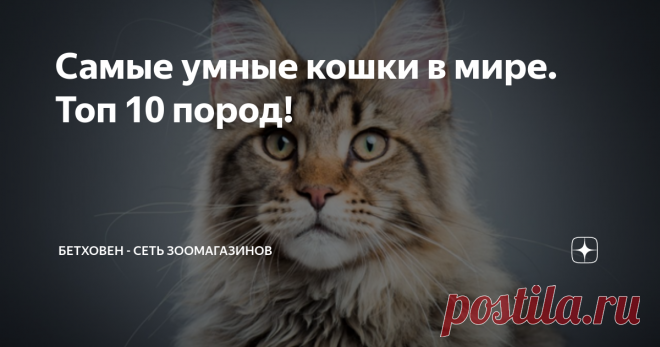 Самые умные кошки в мире. Топ 10 пород! Чтобы определить самые умные породы кошек, нужно учесть насколько быстро они учатся новому, как легко адаптируются к новым условиям и взаимодействуют с людьми и другими животными. Поэтому мы собрали список из 10 самых умных пород кошек.