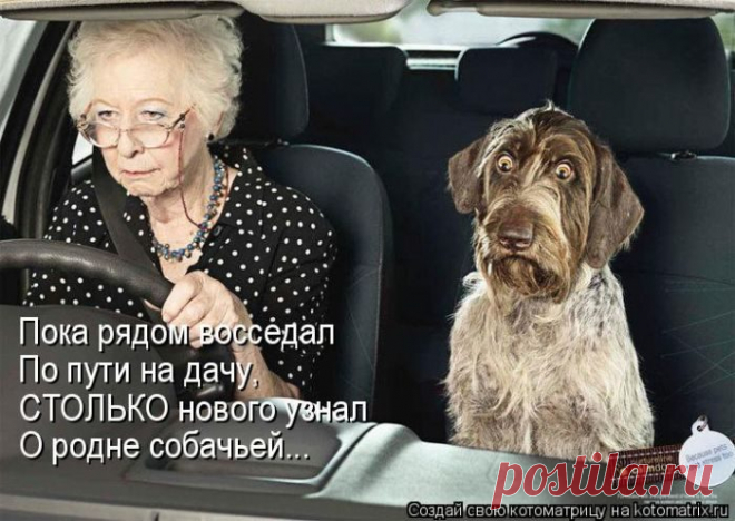 Лучшие котоматрицы недели / Питомцы