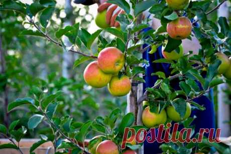 Искусство шпалеры: Выращивание плодовых деревьев в небольших помещениях - Сад терапия