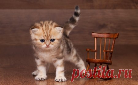 Милые животные, красивые снимки.